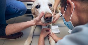 Benefits Of Adopting A Rescue Pet