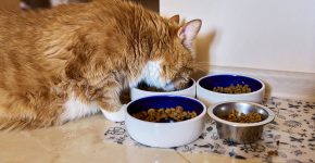 The Best High Fiber Dog Food